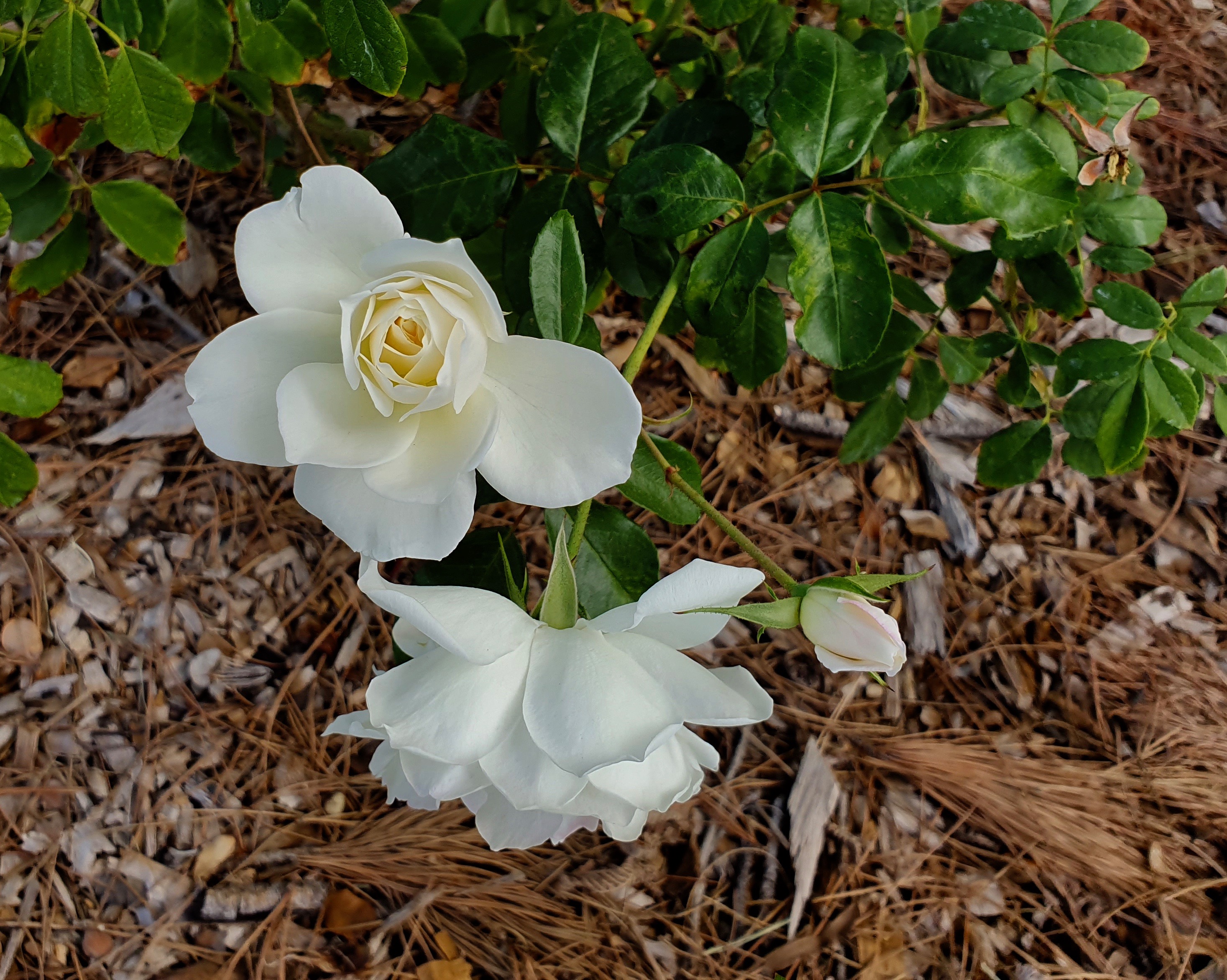 Gulgong - Soldiers Memorial Garden Roses (NSW)