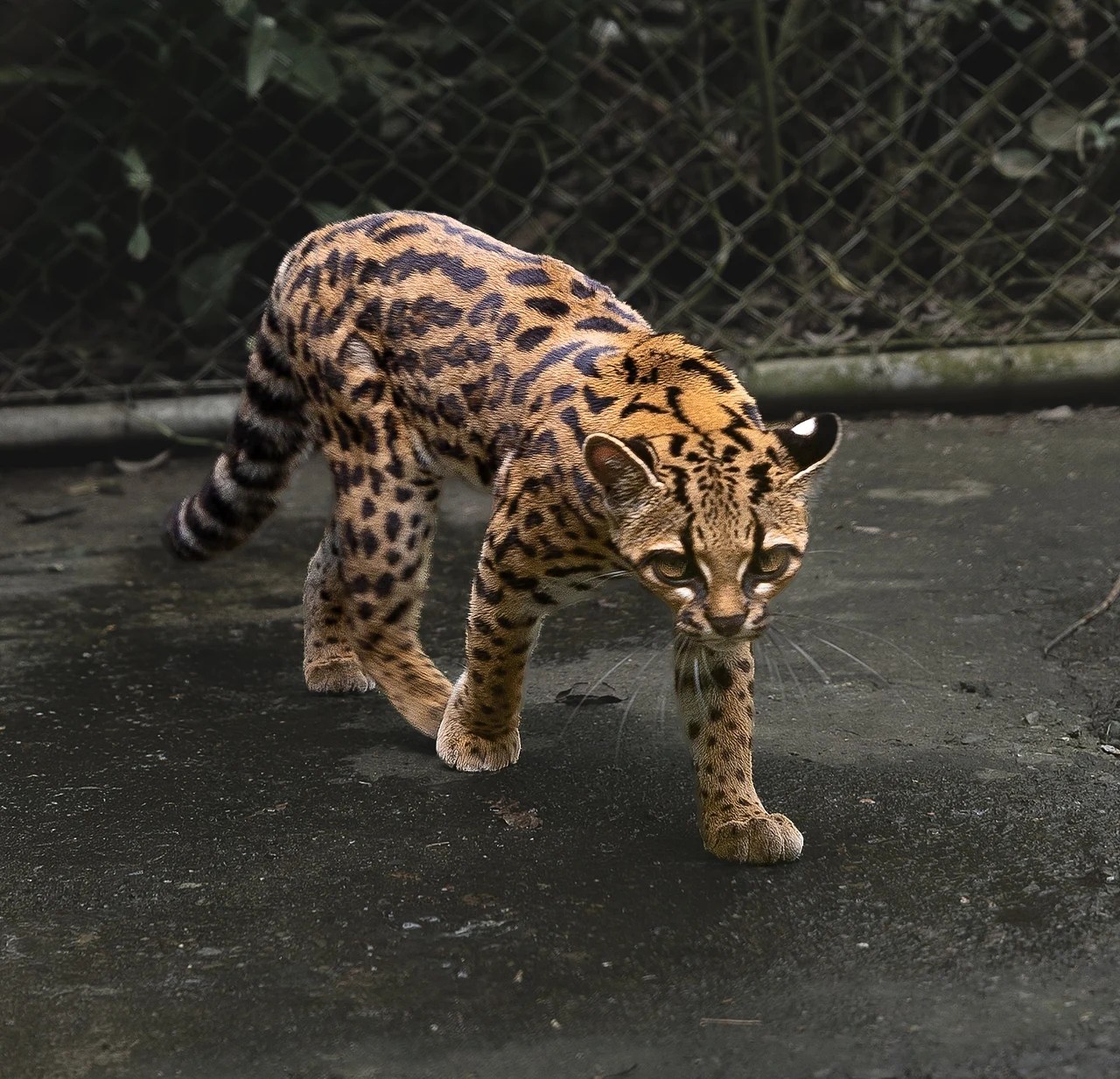 Leopardus tilcayo