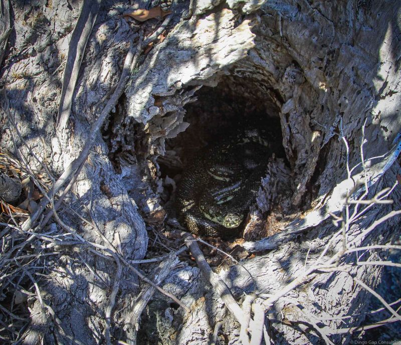 Diamond Python Wildlife Mountain Australia - Mountain Patterns - Classic Mobile Collection