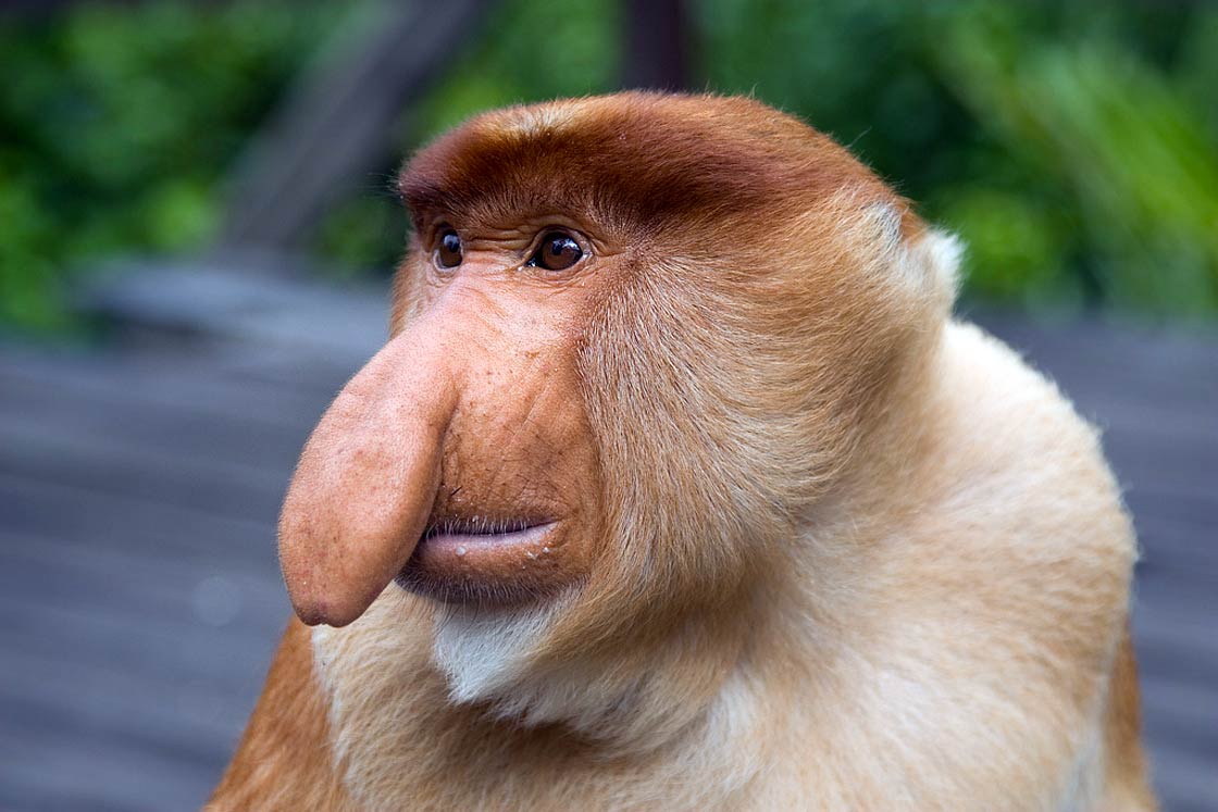 Huge collection, amazing choice, 100+ million high quality, affordable rf and rm images. Proboscis Monkey Long Nosed Monkey Dinoanimals Com