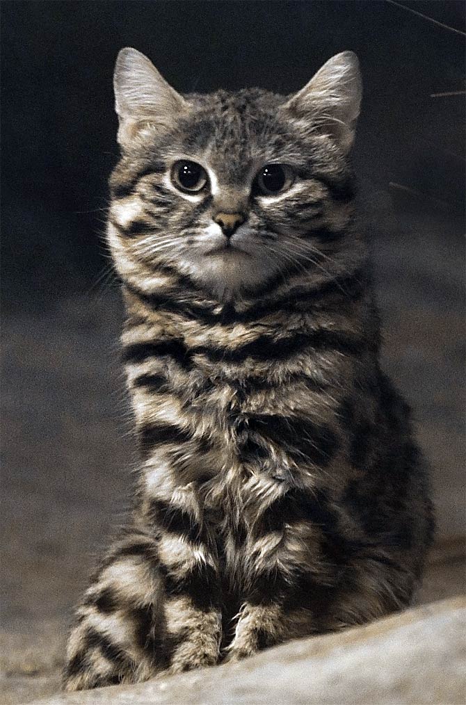 Black-footed cat (felis nigripes)