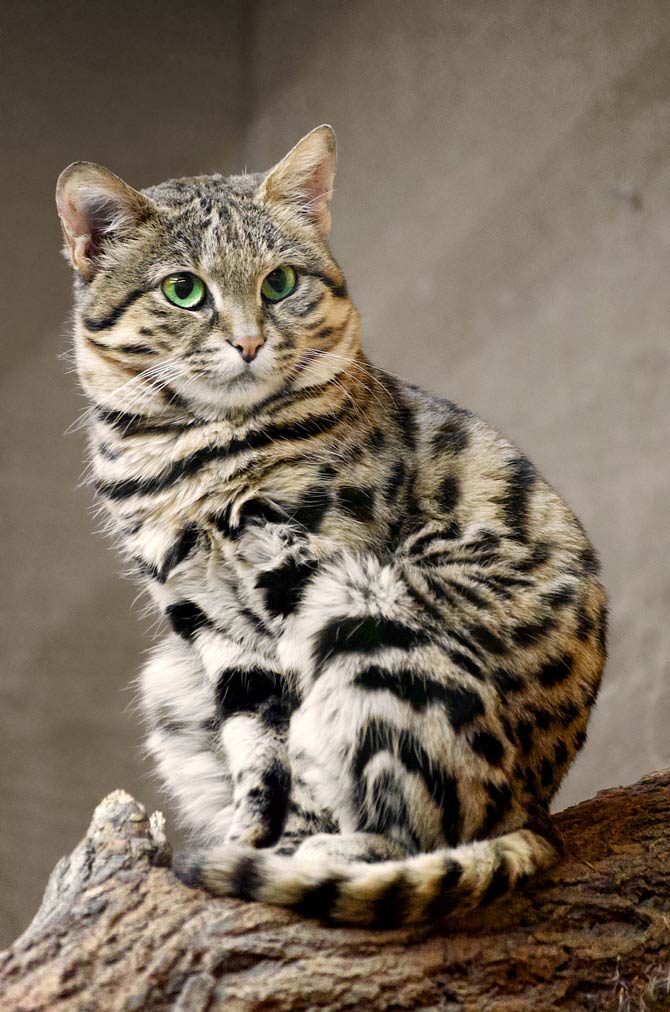 Black-footed cat (felis nigripes)