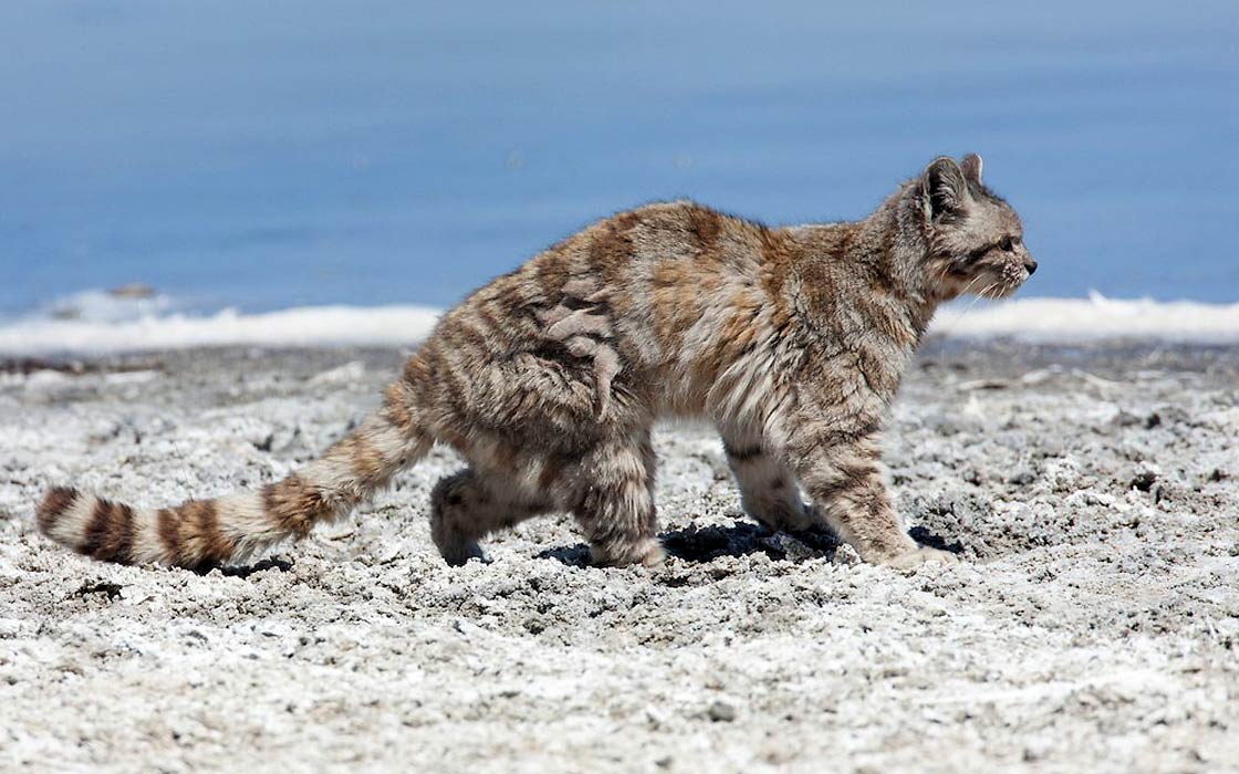 Andean mountain cat