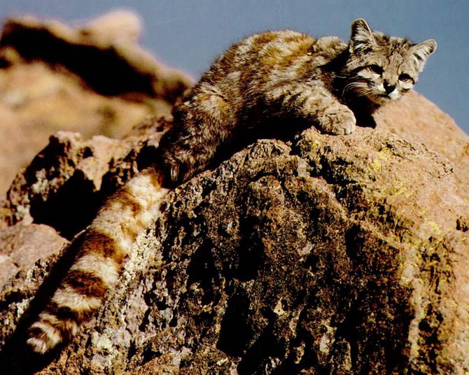 Andean mountain cat