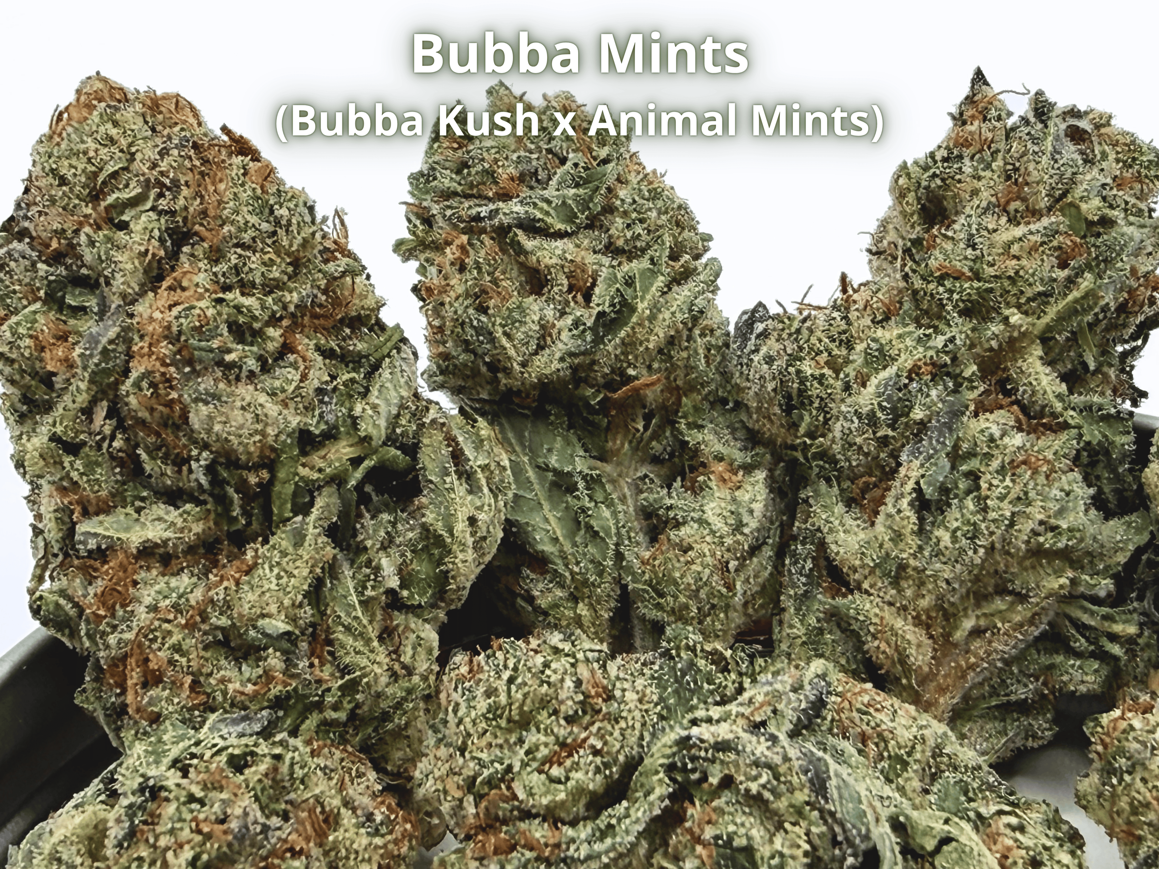 Bubba Mints THCA flower with dense frosty buds and prominent trichomes.