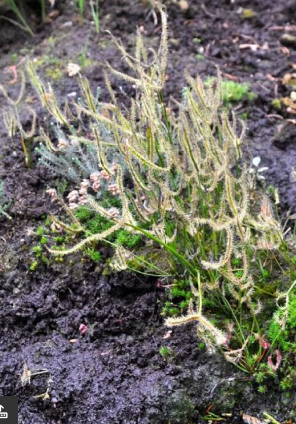 Forme Drosera binata