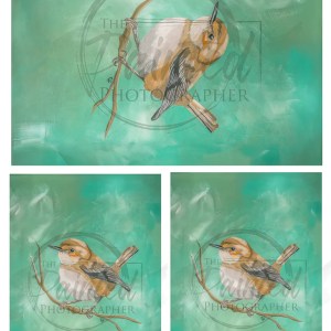Wren Multiple