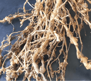 Root_Rot_Nematode