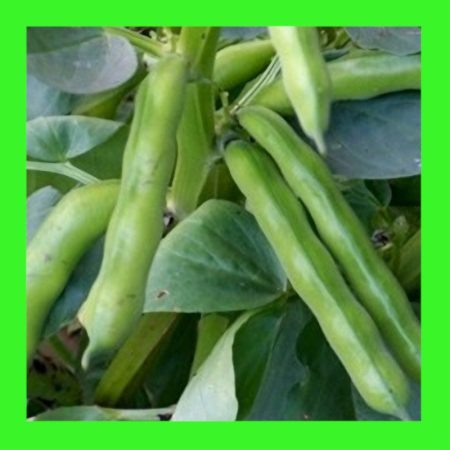 BEAN-COLES BROAD EARLY-DWARF