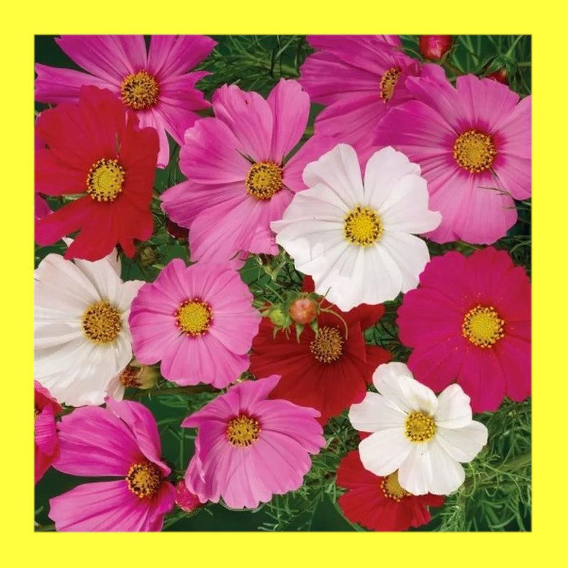 FLOWER-COSMOS-SENSATION MIX 1 FLOWER-COSMOS-SENSATION MIX