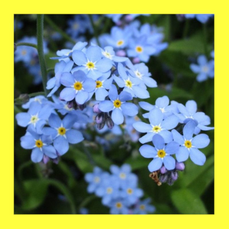 FLOWER-FORGET ME NOT 1 FLOWER-FORGET ME NOT