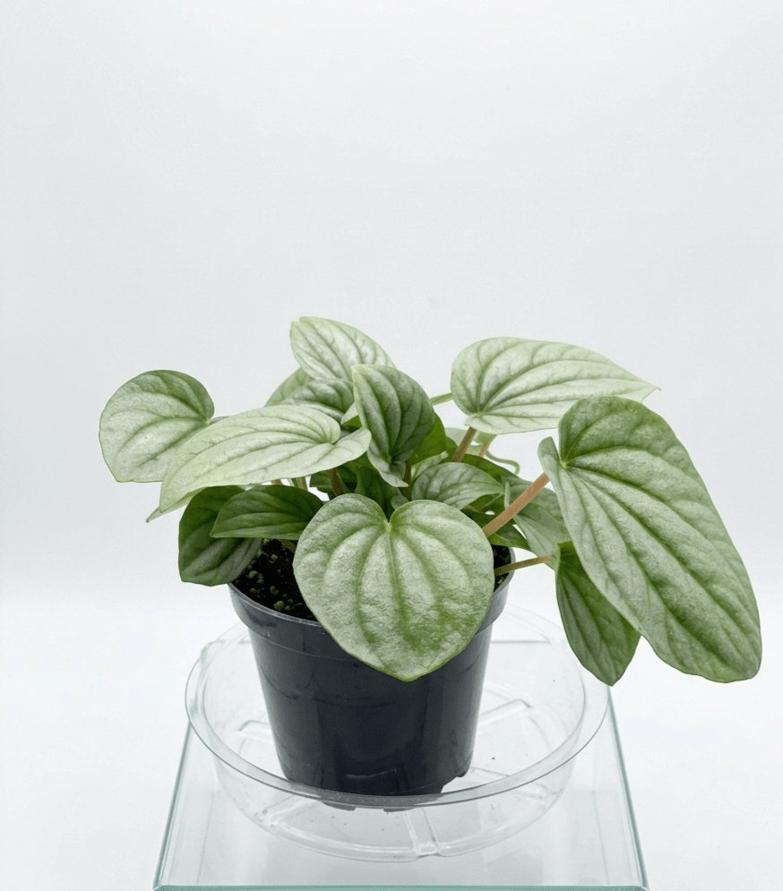 Silver Ripple Peperomia (Peperomia caperata 'Frost')