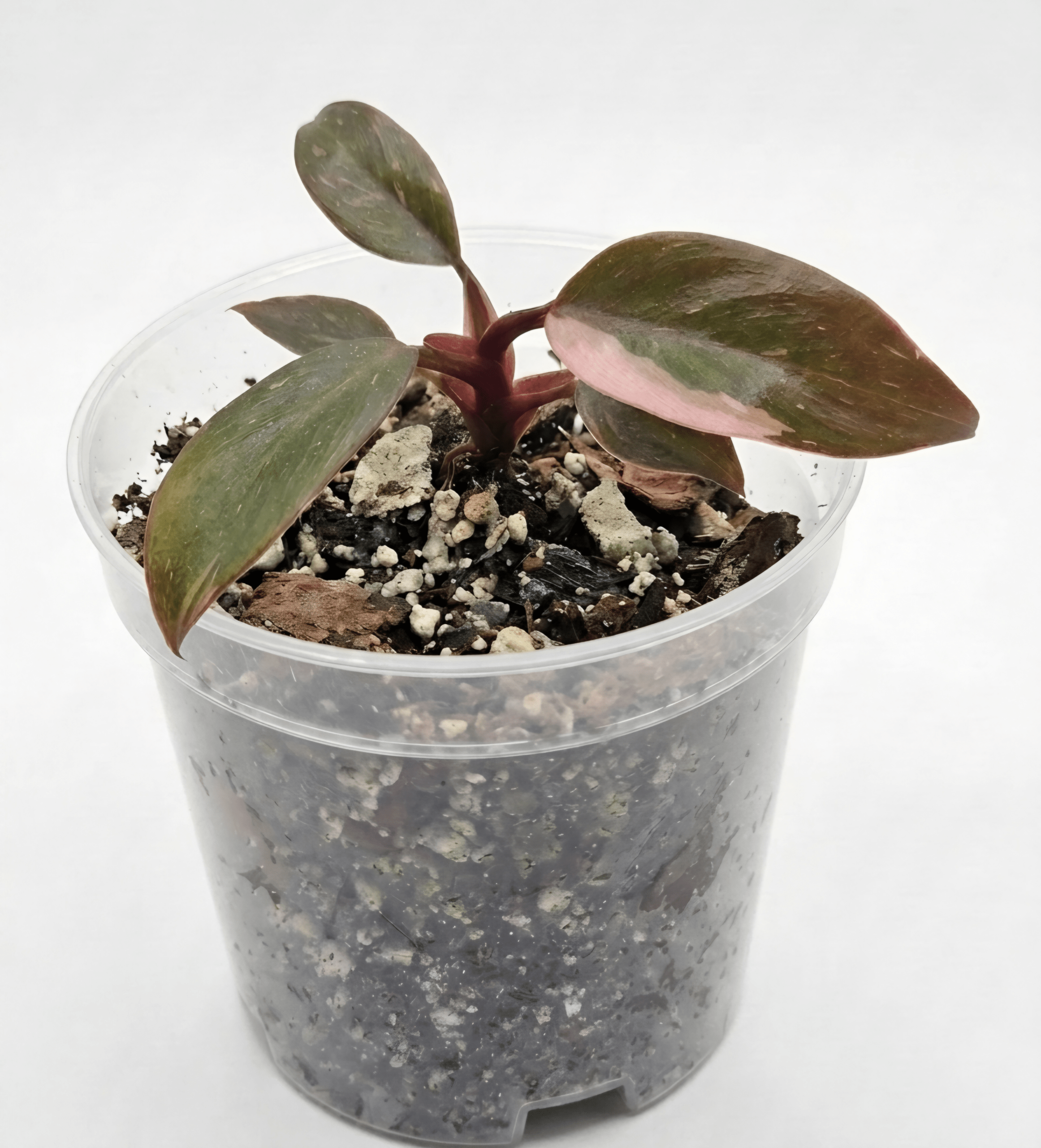 Pink Princess – Variegated Blushing Philodendron