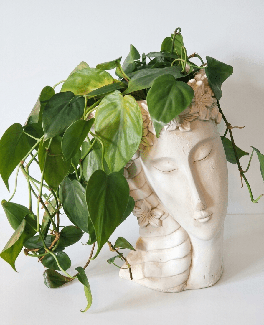 Philodendron Hederaceum (Heartleaf Philodendron) in Goddess Face Planter