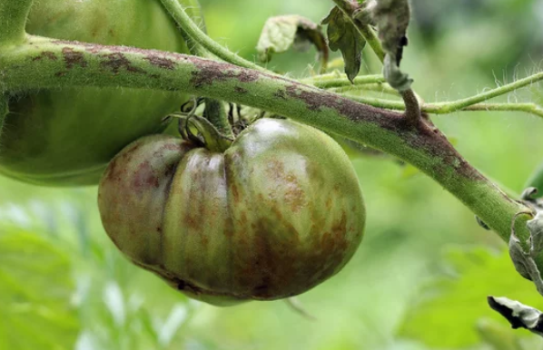 Eradicating black spots on tomatoes: a simple guide