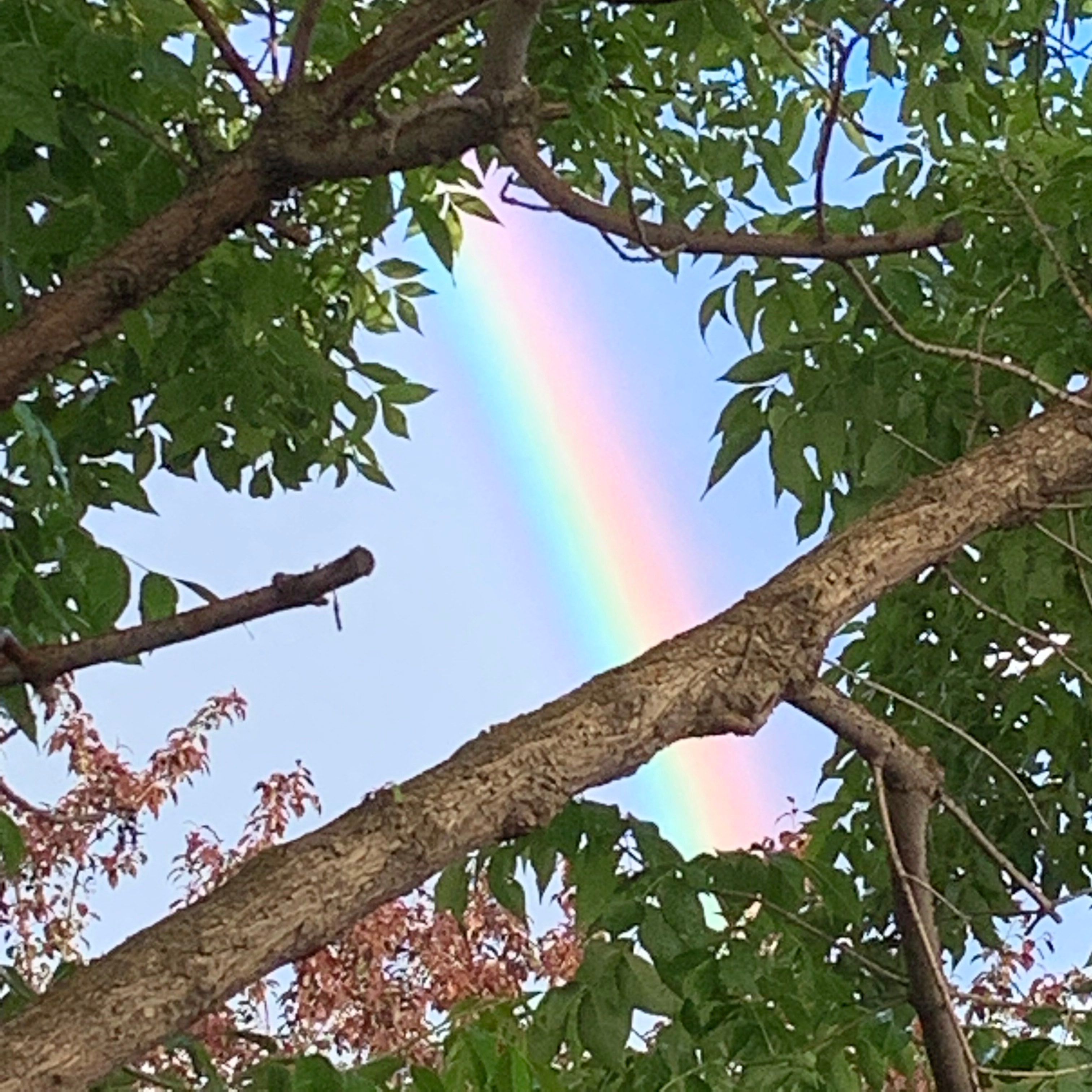 Photo of tree branches with rainbow coming through