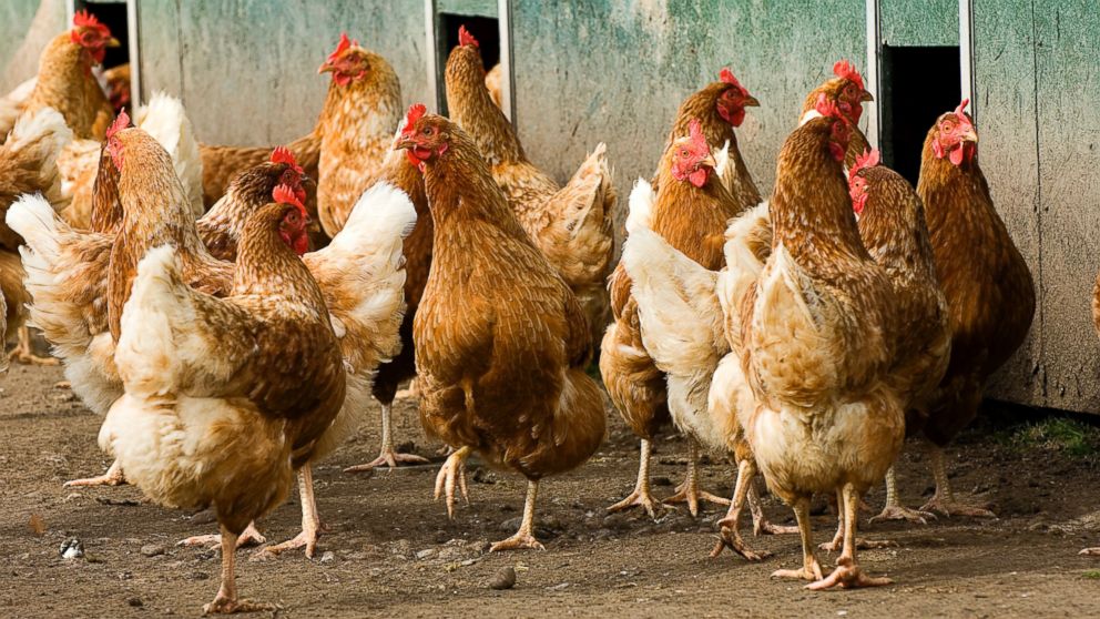Trump’s Agriculture Secretary Encourages Americans to Raise Their Own Chickens at Home