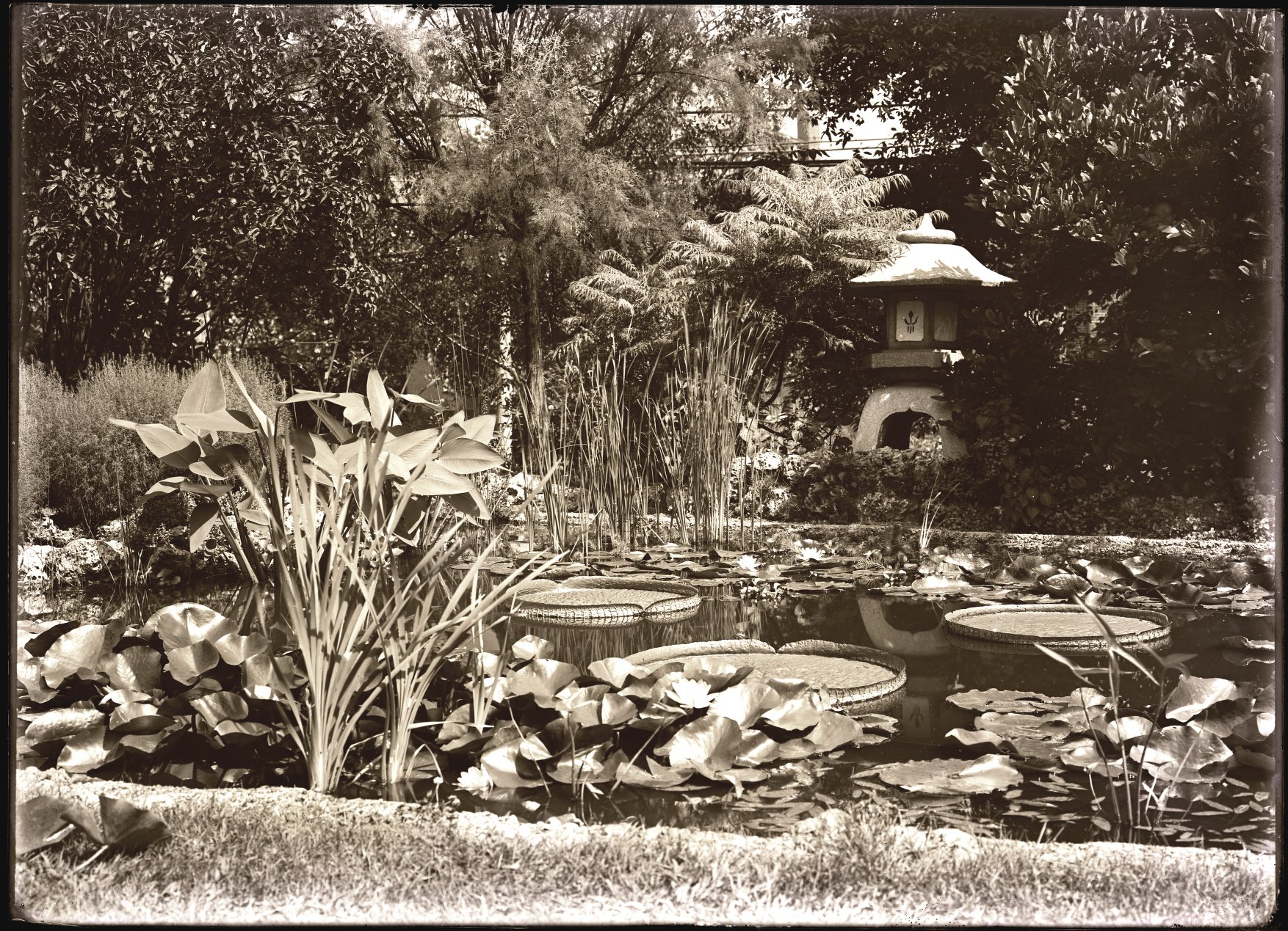 One of the Yukimi Lanterns at the home of Garden trustee Leonard Matthews in 1910.