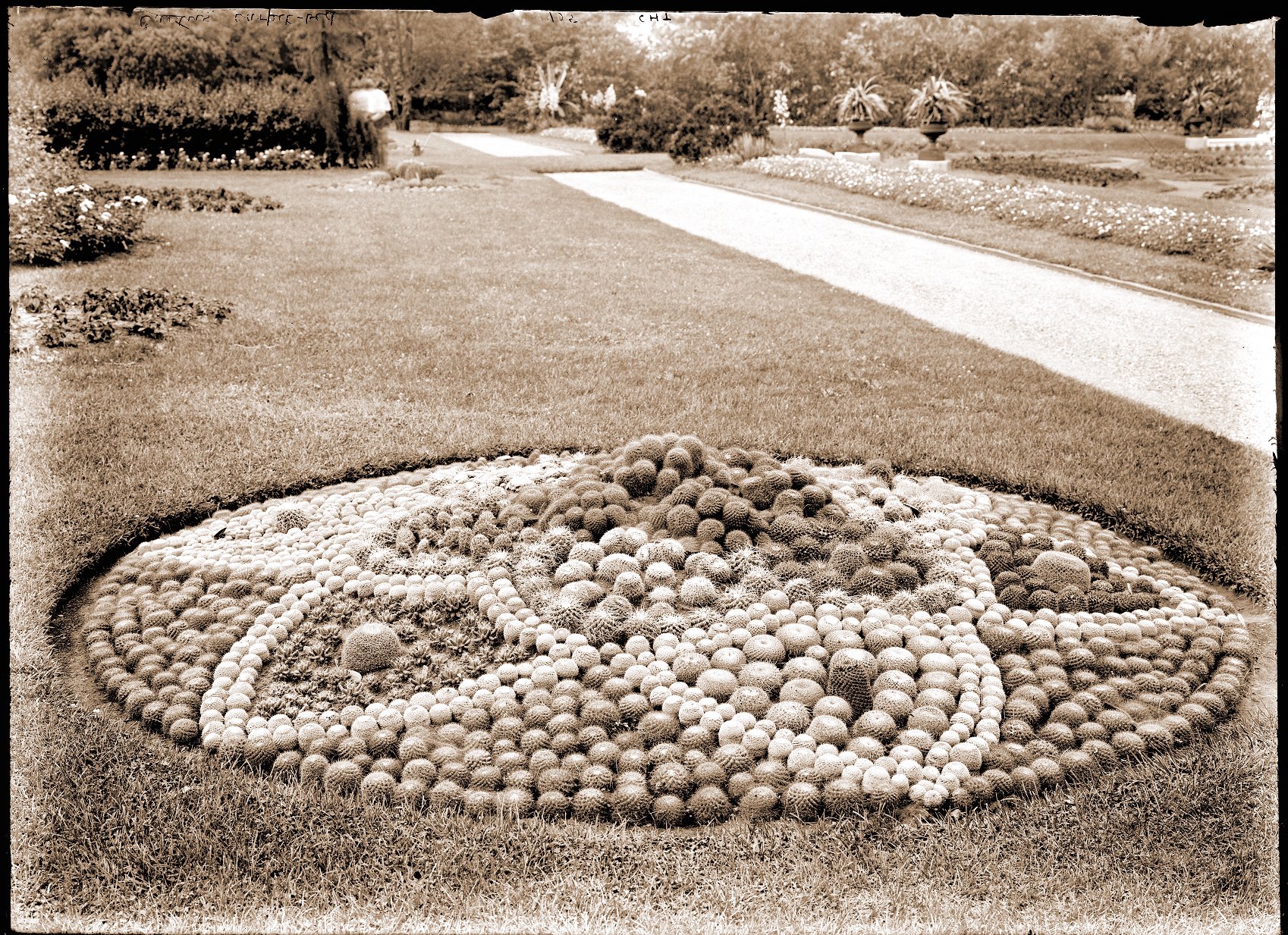 Mamillaria bed in parterre of the Missouri Botanical Garden (1905)