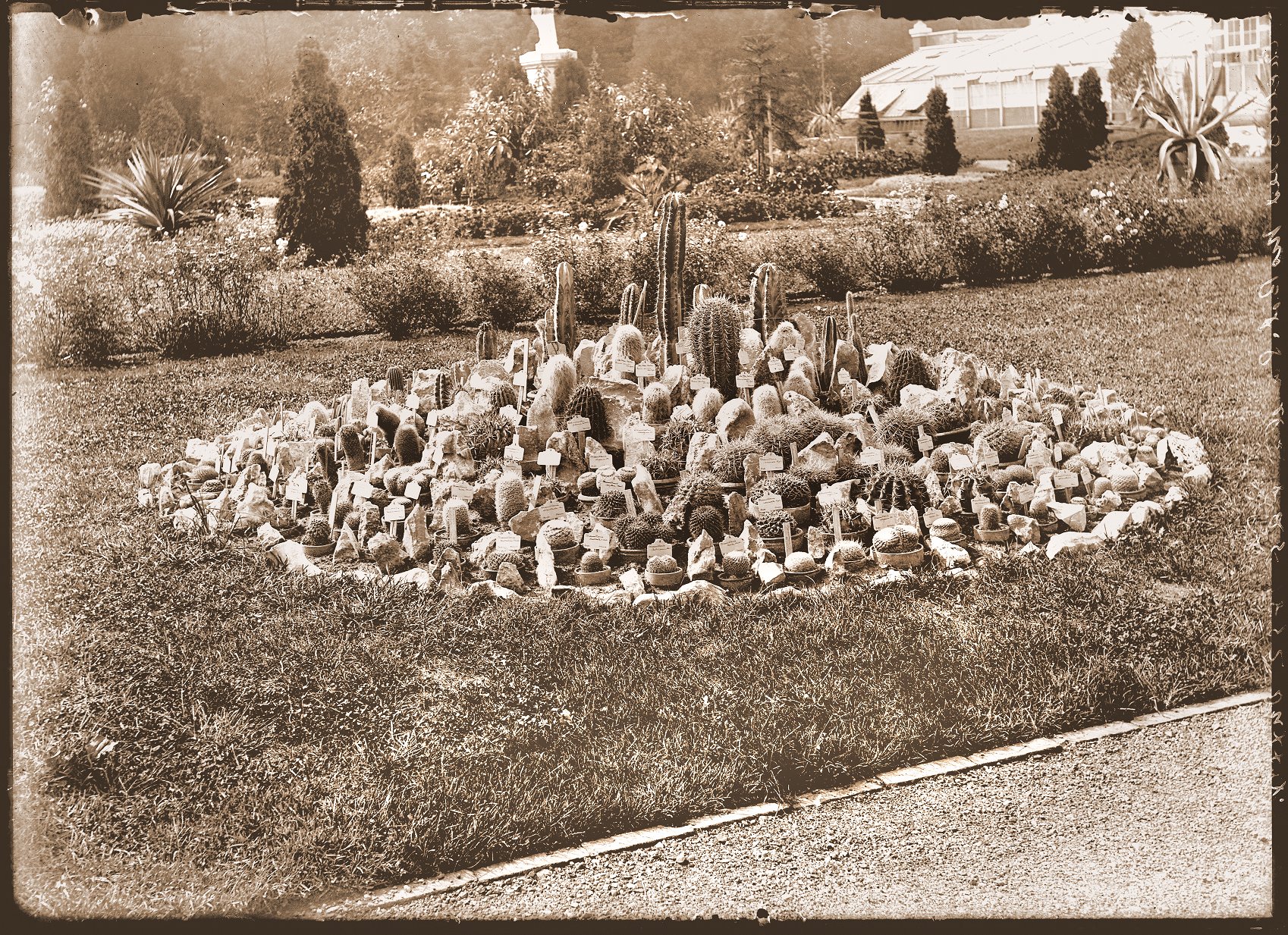 Cactus bed growing in the parterre of the Missouri Botanical Garden. The statue of Juno is in the background as well the 1868 Main Conservatory. The view is looking to the east and picture was taken in 1892.