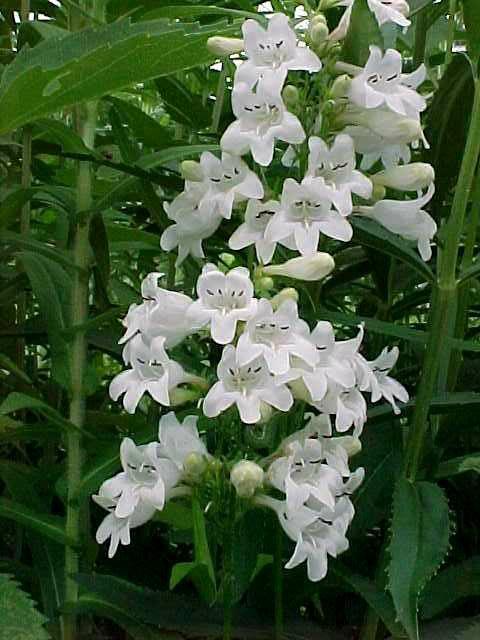 Beardtongue (Penstemon digitalis)