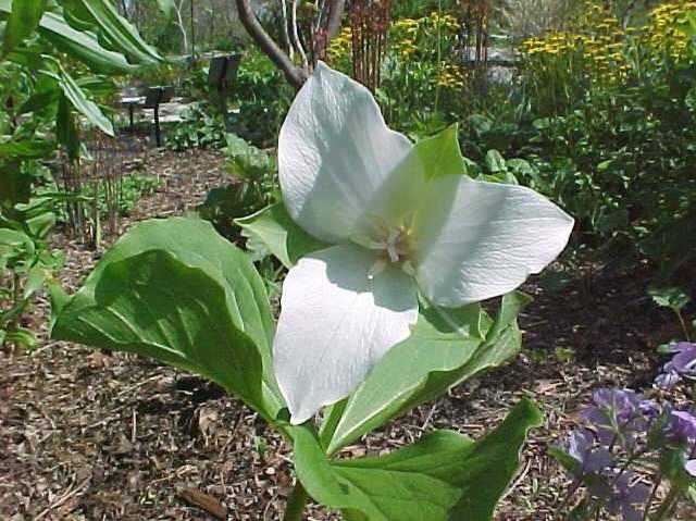 White wake-robin (Trillium flexipes)