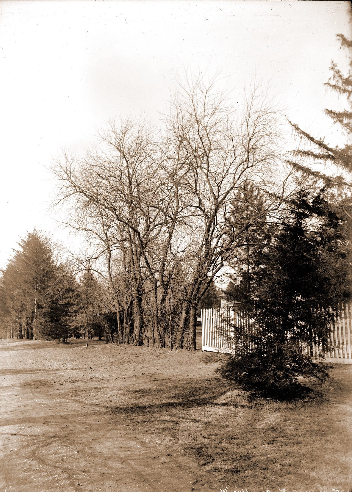A line of young Osage orange trees at the Garden in 1891. Photo from Missouri Botanical Garden archives.