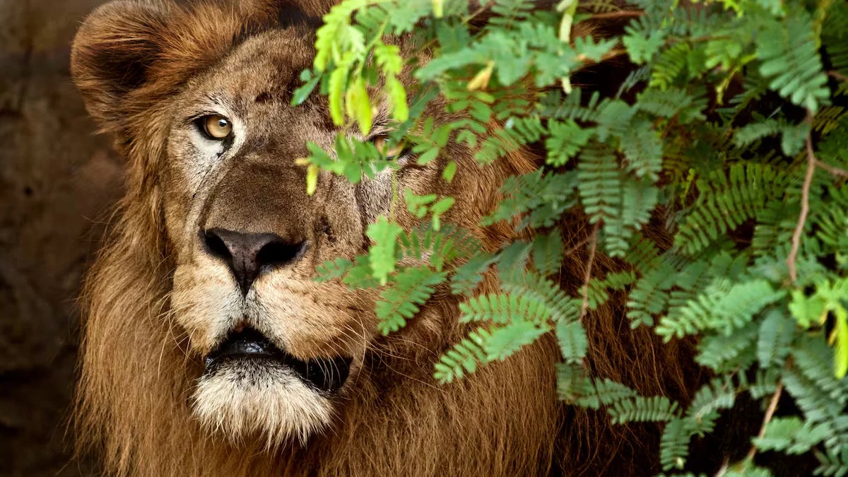 Malik lion barranquilla zoo