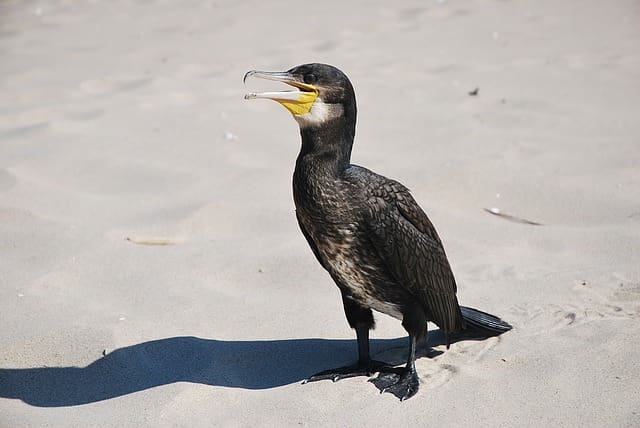 Birding Around Cape Ann