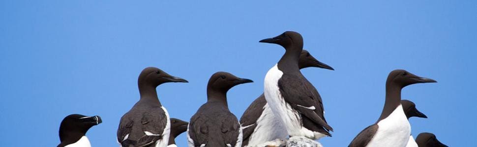 Talking Birds: Birdwatching Around Cape Ann