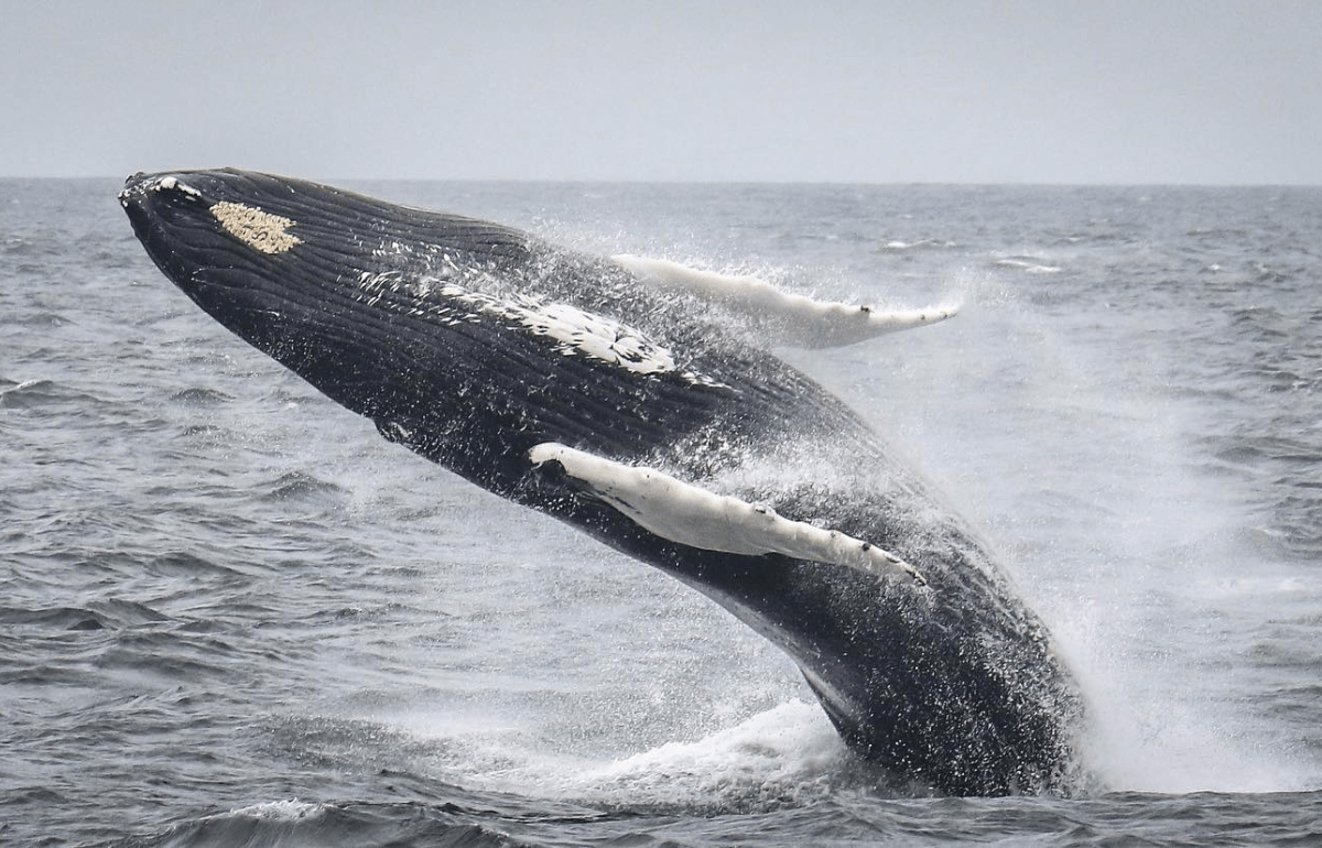 7 Seas Whale Watch