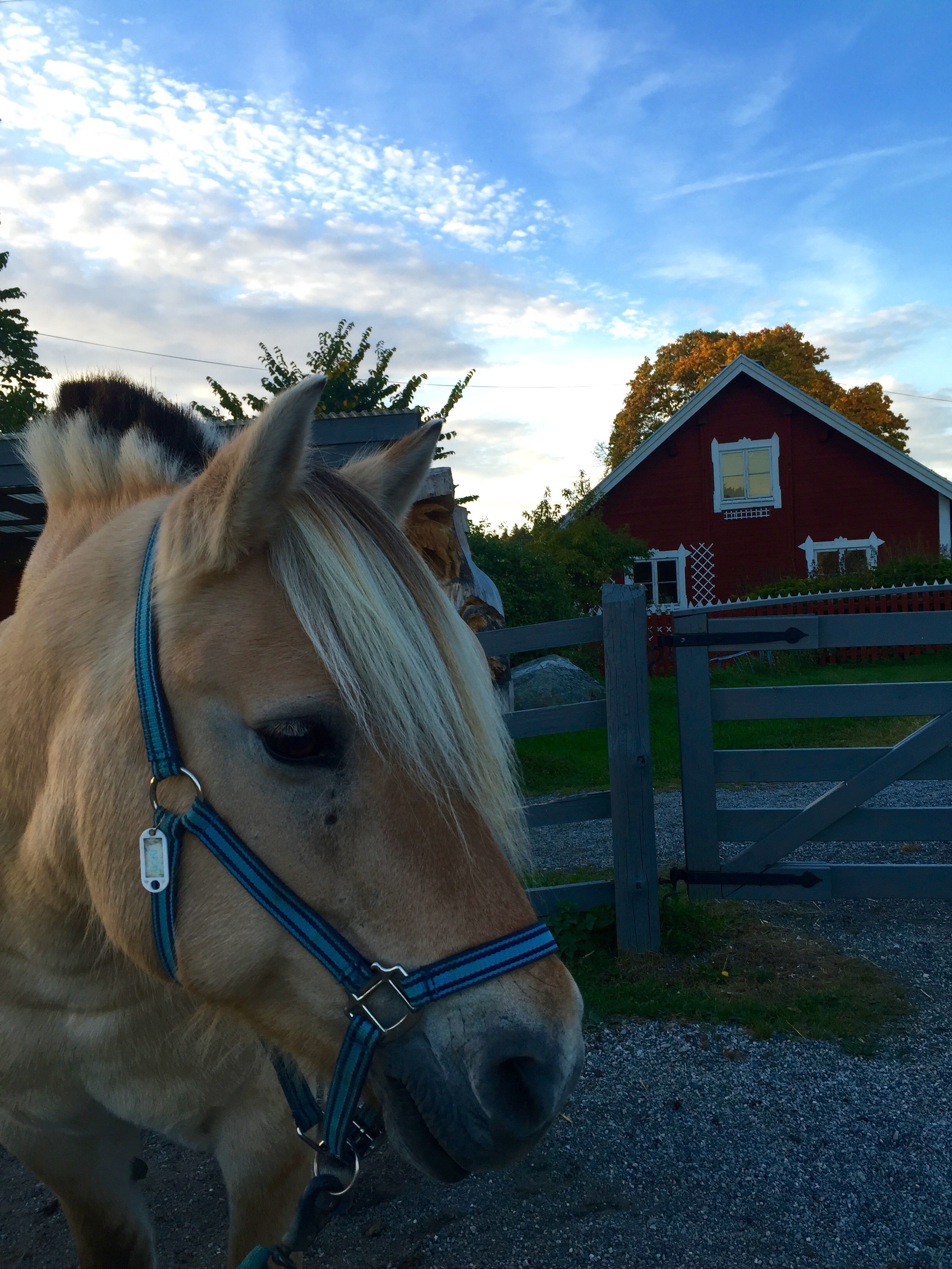 My noble steed