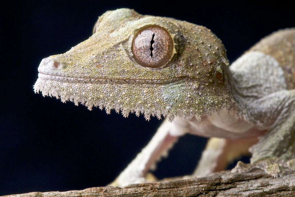 leaf-tailed gecko - animals with unique eyes