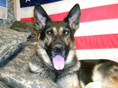 German Shepard on a bed