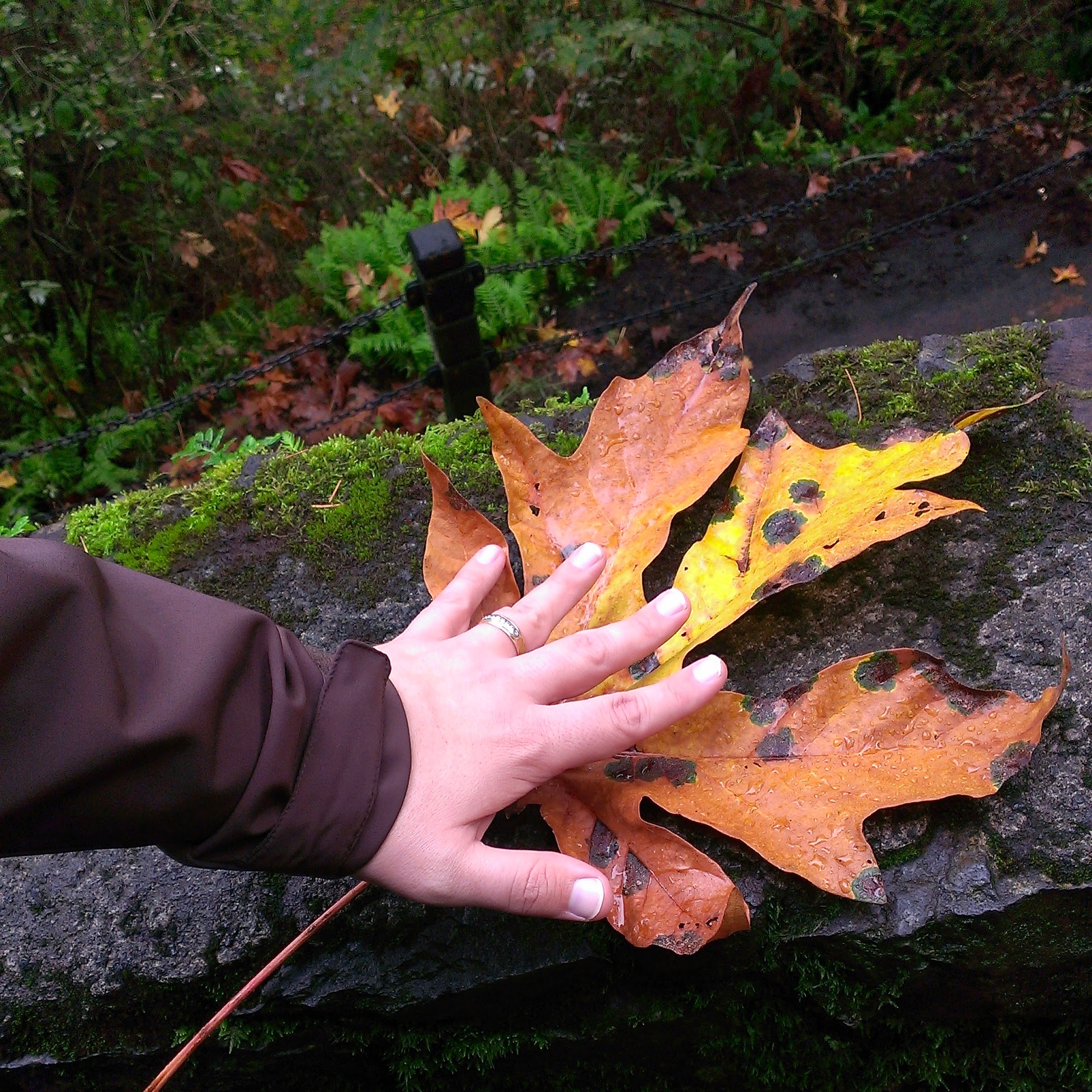 HUGE trees & leaves...we were in awe