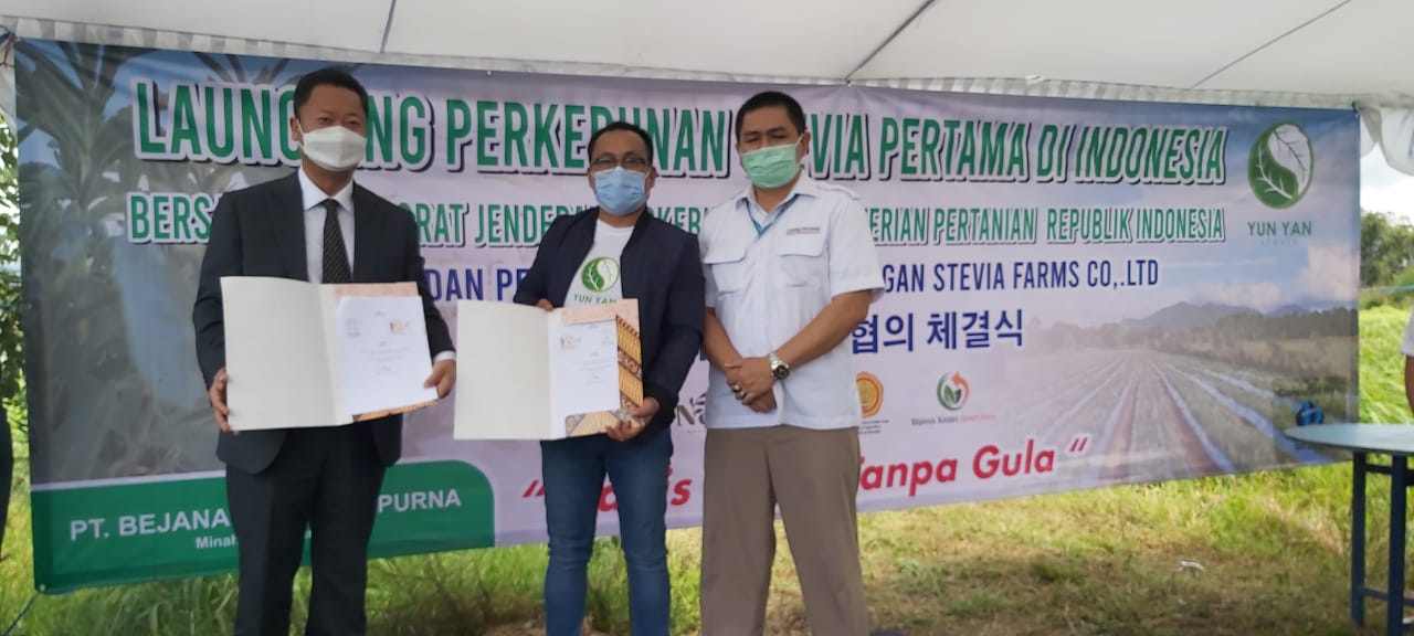 Kementerian Pertanian Direktorat Jenderal Perkebunan » Pengembangan “Si  Manis” Stevia di Kabupaten Minahasa, Bukti Korporasi Petani, Investasi dan  Kemitraan Berjalan Selaras