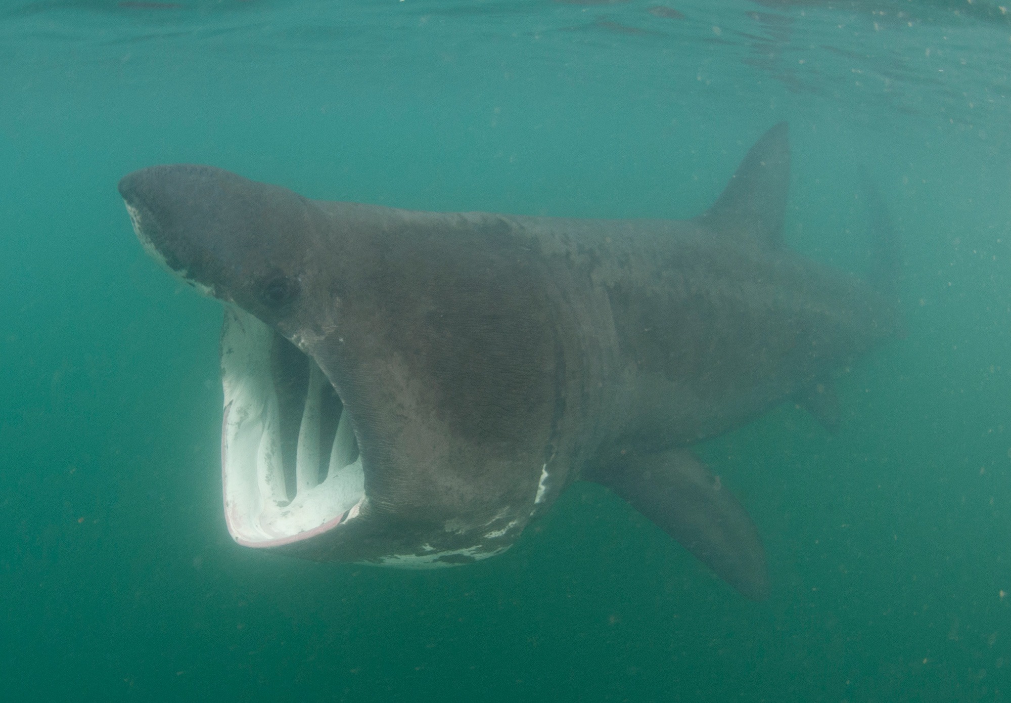 Basking shark