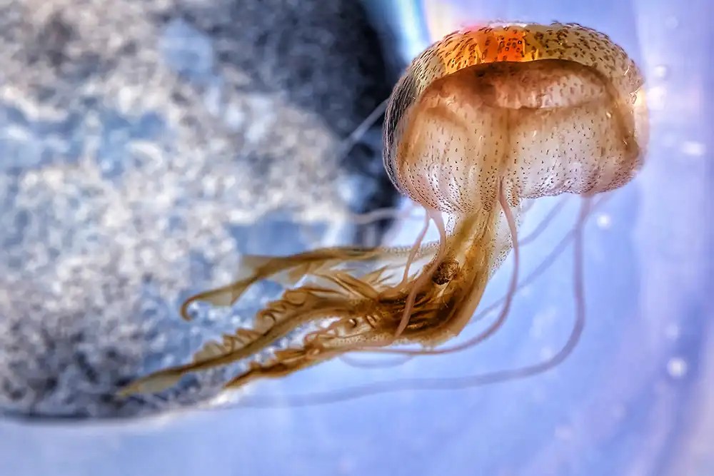 Jellyfish Blooms Surge in UK Waters: Climate Change Impact Revealed (2026)