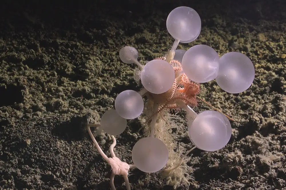 Discover the ‘Death Ball’ Sponge & 30 New Deep-Sea Species! | Ocean Census Explained (2026)