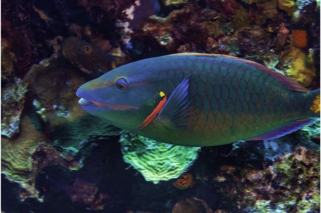Parrotfish