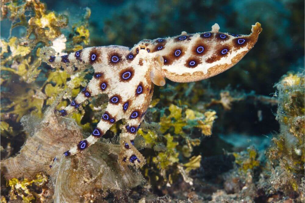 Blue-ringed Octopus