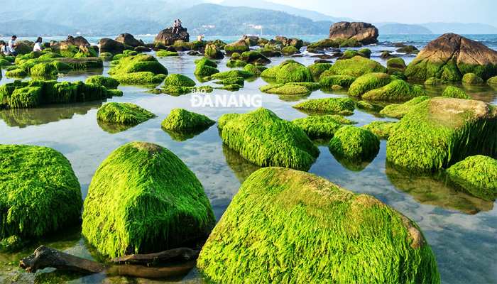 Điểm đặc biệt là bãi đá khổng lồ rất riêng của Rạn Nam Ô. (Nguồn: baodanang)