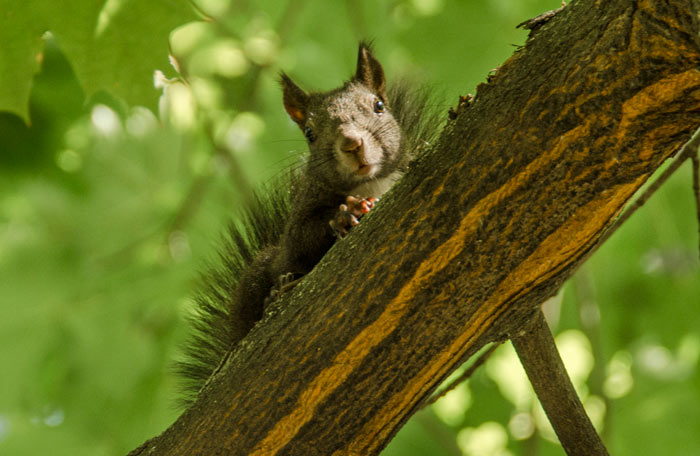 squirrel on tree