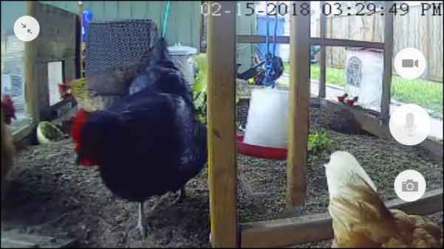chicken coop camera need why cam mobile diy