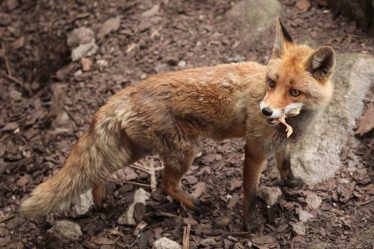 fox animal foxes chicken wild proof eat eating vulpes coop animals fennec vulpini fence meat fruits tips diy shutterstock don
