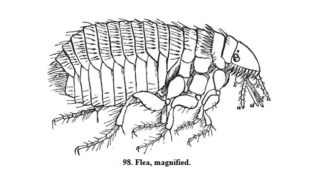 Our Common Insects ~ Free eBook
