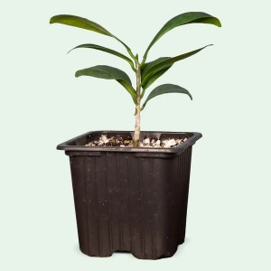 Ficus microcarpa bonsai