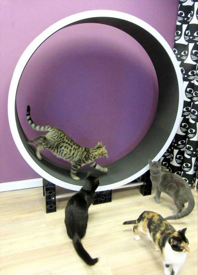 Building your own purrfect cat exercise wheel: 3 fun facts