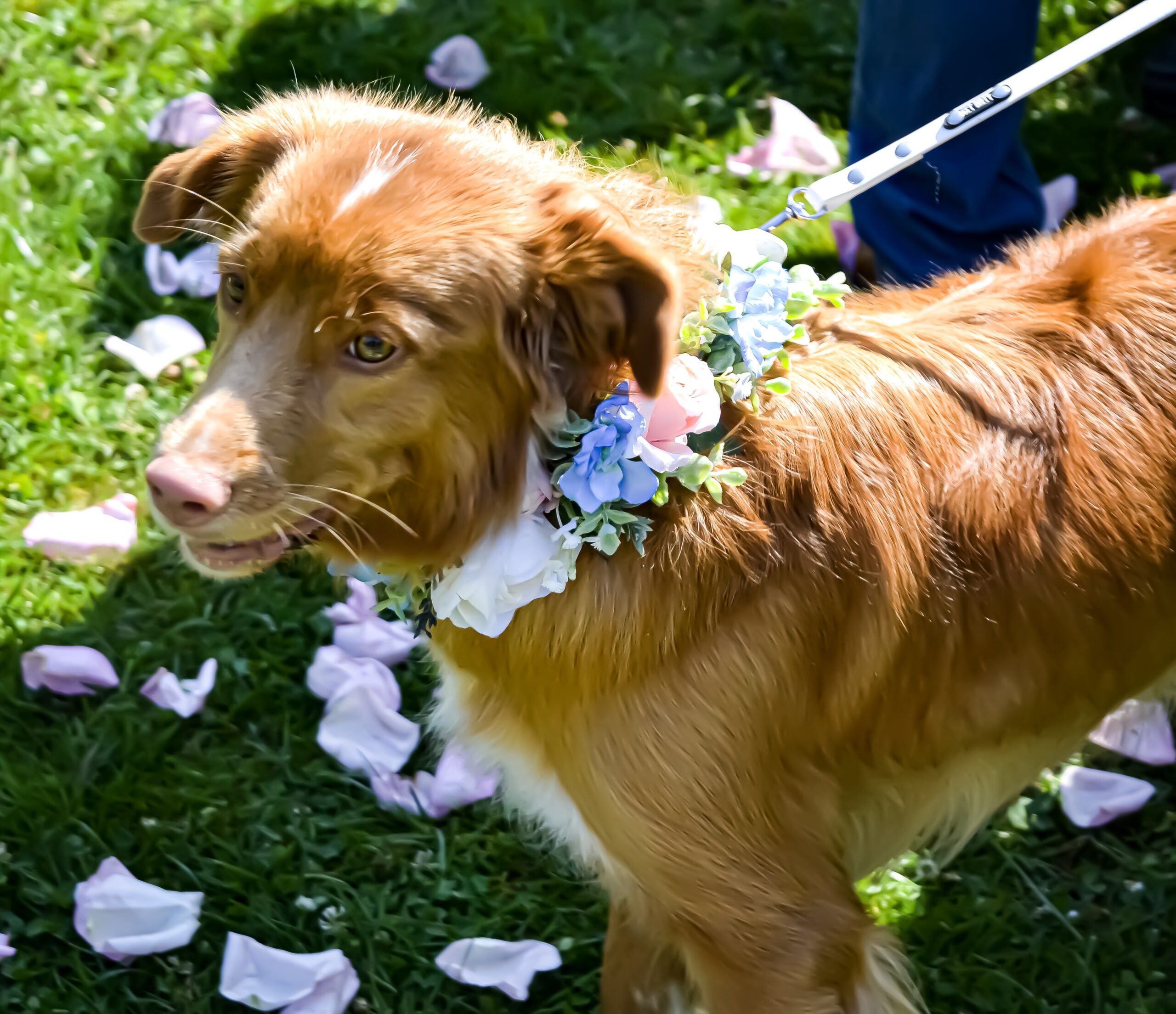 Dog wearing a flower at an outdoor wedding.