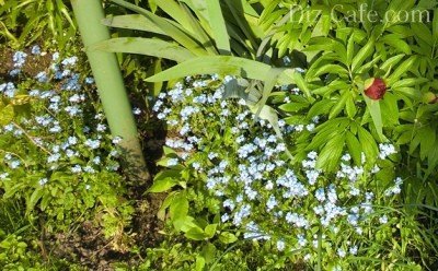 Какие цветы посадить на даче в мае. Какие цветы можно посадить в мае семенами Цветы которые можно посадить семенами без рассады